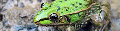 江西青蛙养殖基地带您了解黑斑蛙是怎样繁殖、产卵和孵化的
