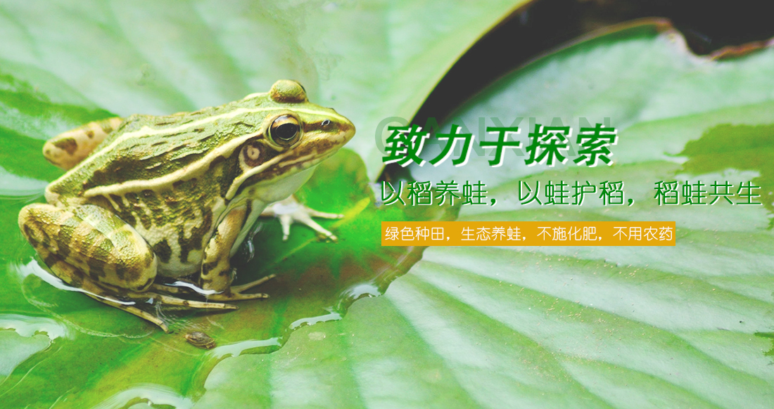 吉安青蛙养殖厂分享怎样掌握青蛙的繁殖，控制成本