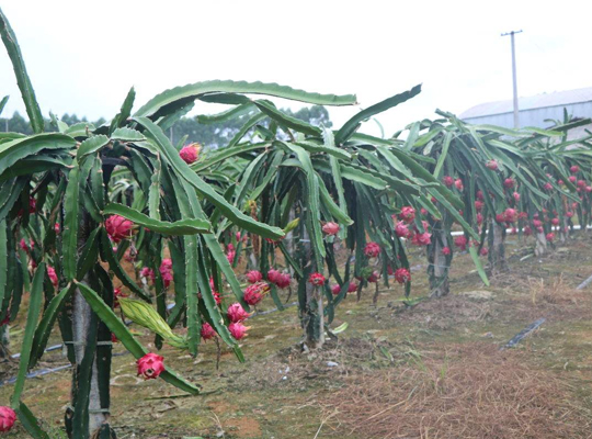 河南火龙果种植为什么选用排式栽培方式？