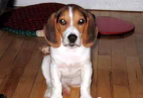 乌兰浩特爱康宠物诊所提示耳血肿——狗狗耳朵疾病防治