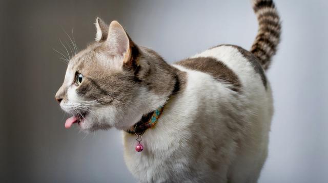 乌兰浩特宠物医院提醒你猫咪频繁去厕所，却尿不出来，这可是泌尿疾病的征兆！