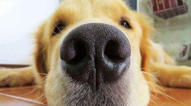 乌兰浩特宠物医院提醒你狗狗便便“又臭又软”怎么回事？引起的原因有5个