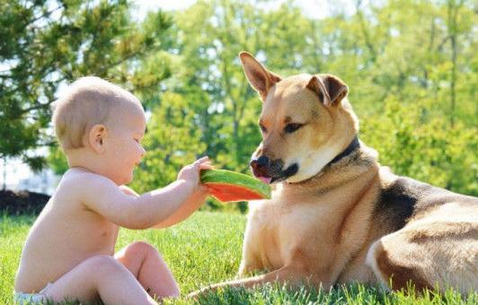 乌兰浩特宠物医院提醒夏季养狗注意事项，这5个禁区，犯了其中一个狗狗都要遭殃