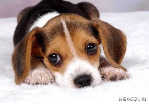 乌兰浩特宠物治疗教你理解狗狗的这种眼神，只有它最爱的人才能看到