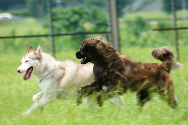 乌兰浩特宠物诊所哪家好|教你如何领狗狗运动，保持体力