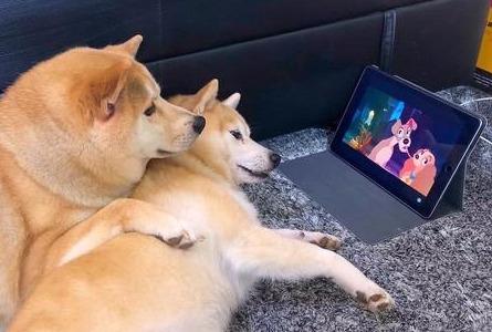 乌兰浩特宠物诊所哪家好提示其实狗狗也看得懂电视