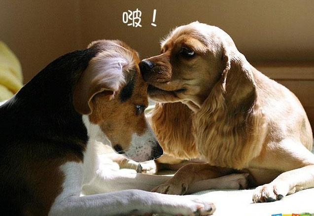 乌兰浩特宠物诊所哪家好|生人勿近”样，为什么不喜欢和别的狗狗一起玩？