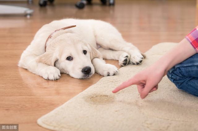 乌兰浩特宠物诊所哪家好提示狗狗犯错后，这几种方法能让狗狗长记性