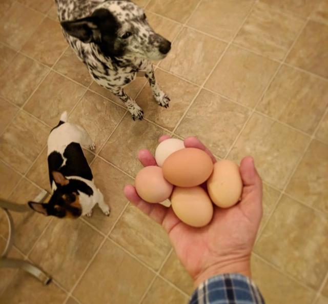 乌兰浩特宠物诊所哪家好提示鸡蛋便宜又富含营养，正确喂食对狗狗毛发有好处