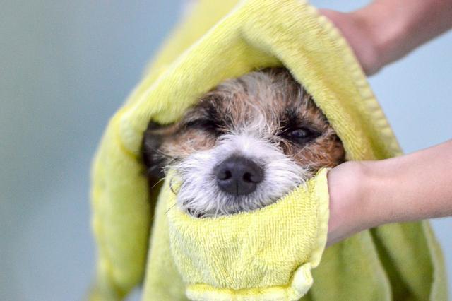 乌兰浩特宠物诊所哪家好提示狗狗可以频繁洗澡？反而会有皮肤病