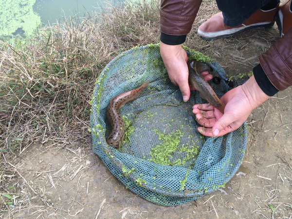 无土养殖泥鳅用什么材料？