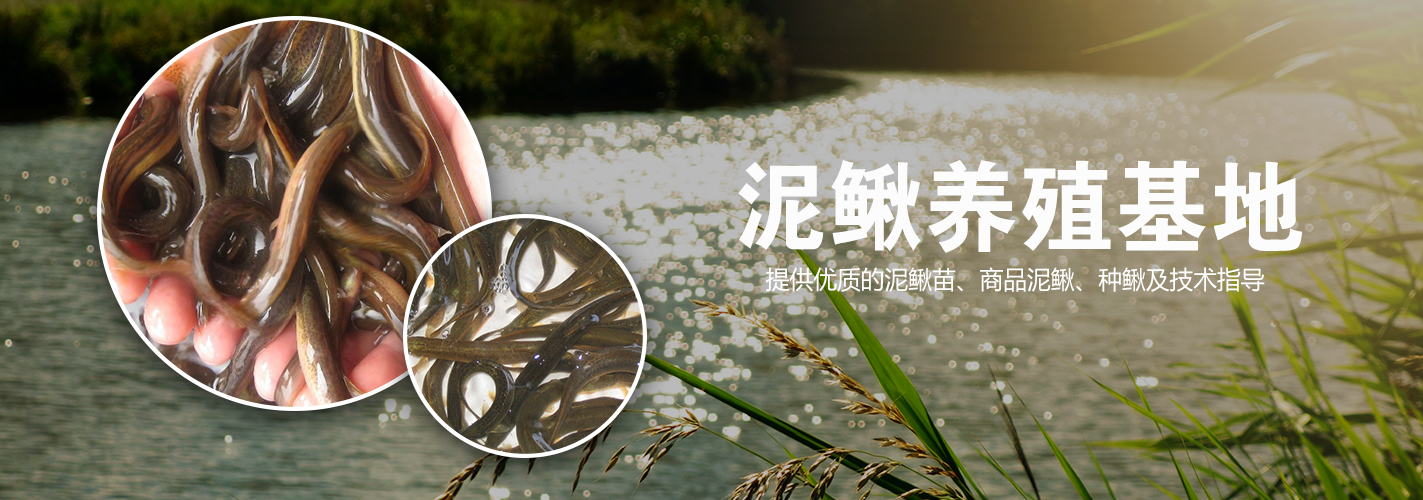 热烈庆祝遂川县泉江镇玉长大种泥鳅养殖场网站上线