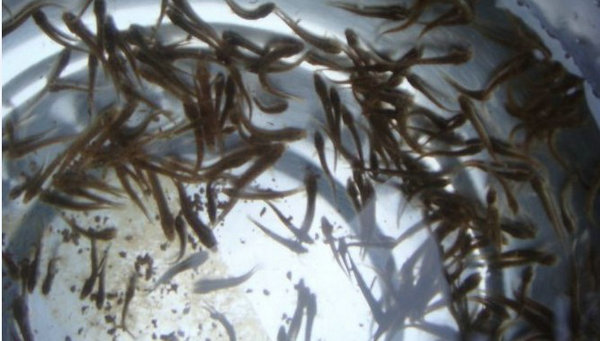 江西泥鳅苗理性分析水产养殖中各种藻类危害