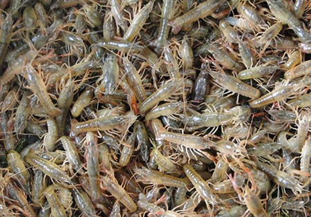 秋季到了为什么养殖小龙虾比以前更喜欢逃跑呢？