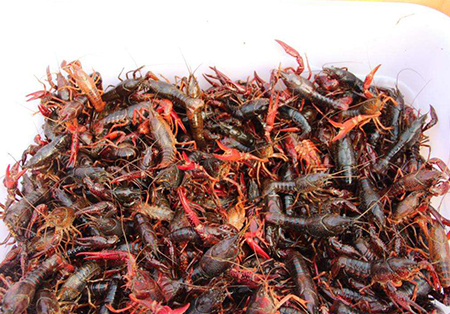 吉安小龙虾养殖教你小龙虾每天怎么喂养和管理