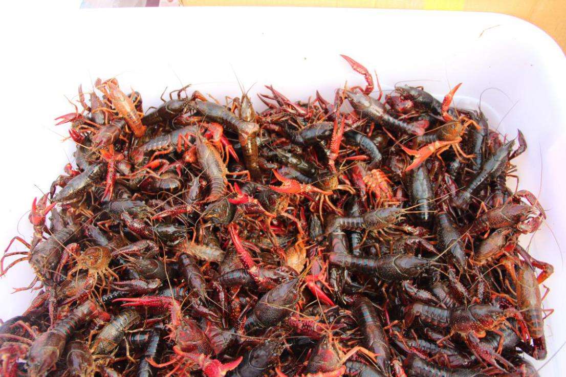 秋冬季节来了，你知道小龙虾养殖水草移栽和管理方法吗？