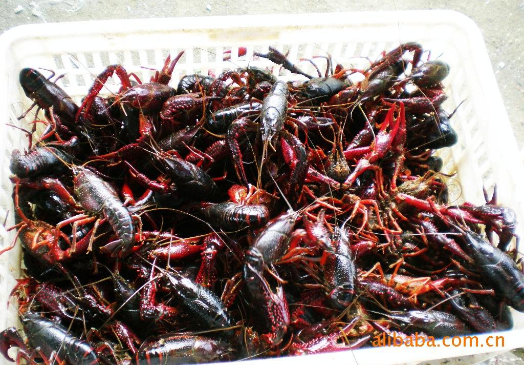 龙虾养殖厂家告诉你养殖小龙虾时设置料台的作用是什么