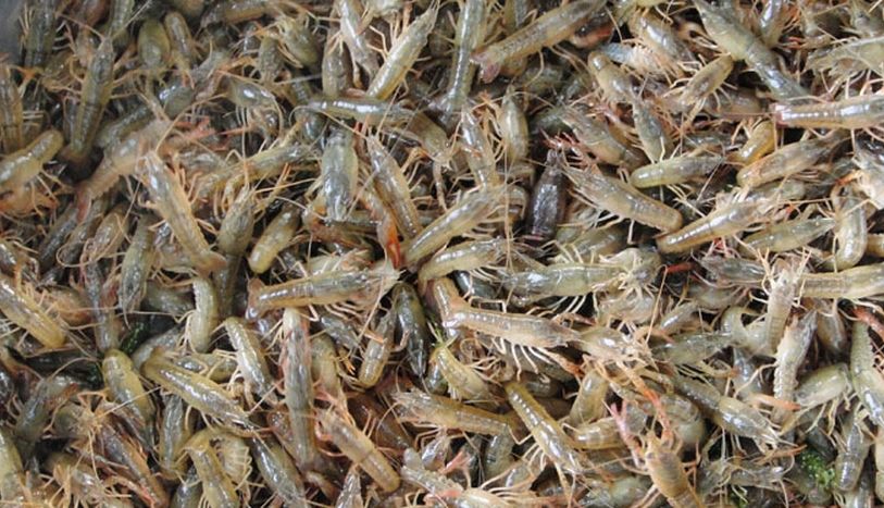 江西小龙虾池塘养殖规格和亩产量