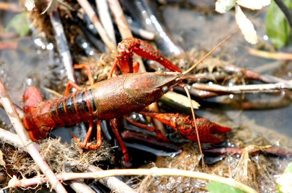 江西小龙虾养殖过程中五种常见病害以及防治技术，您应该了解