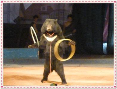 艺海大马戏团联合俄罗斯大马戏进驻广西将上演马戏杂技动物鸟类表演马戏团压轴节目