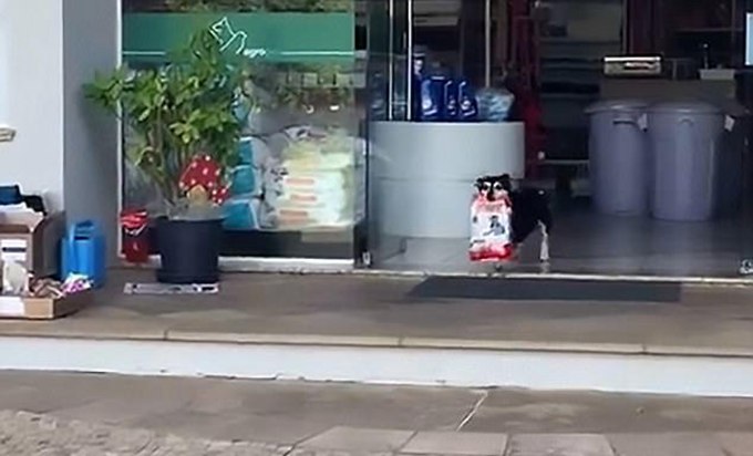惠州栅栏护栏厂家分享每日独自去宠物店取晚餐的巴西天才狗狗成网红