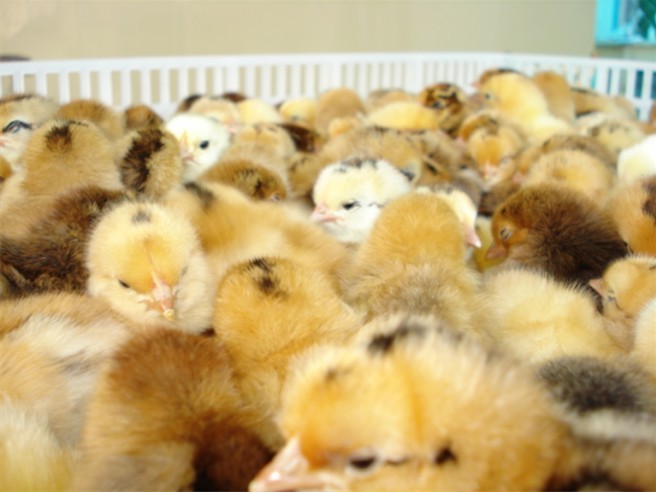 夏季养鸡需谨慎,做好以下五点襄阳土鸡苗养殖不再是难题