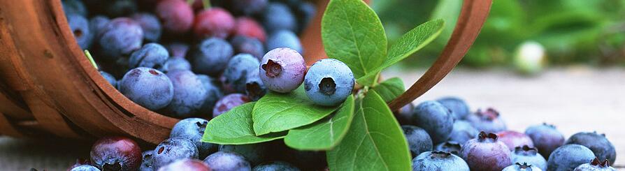 贵州蓝莓种苗品种浅谈蓝莓喜欢酸性土壤要求