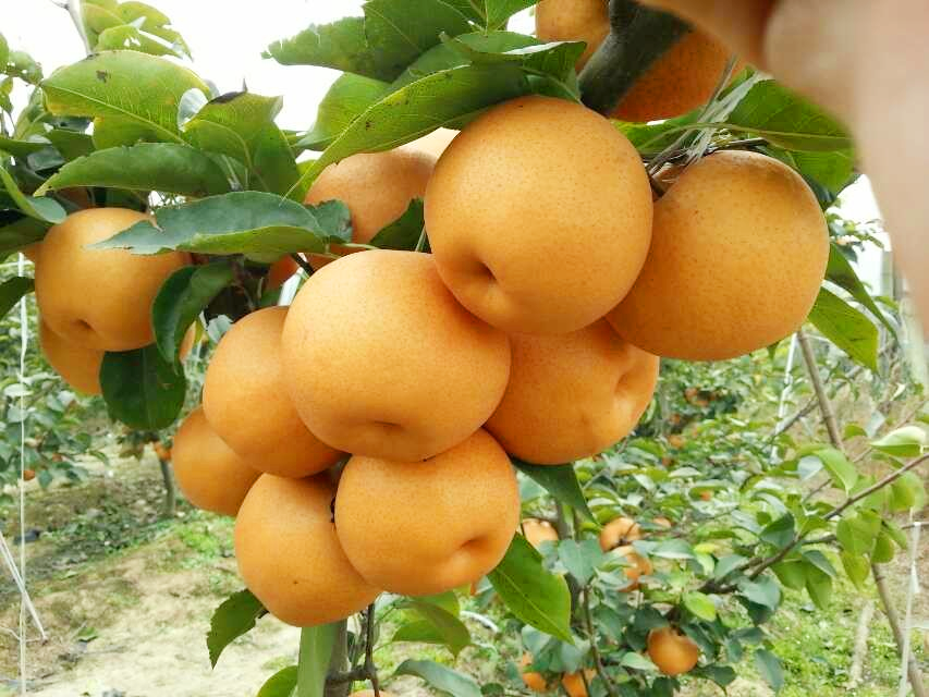 贵州水果特产分享包金梨