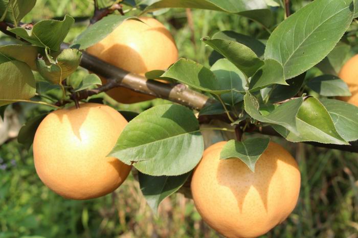 芒果贵州水果特产分享苗繁育技术