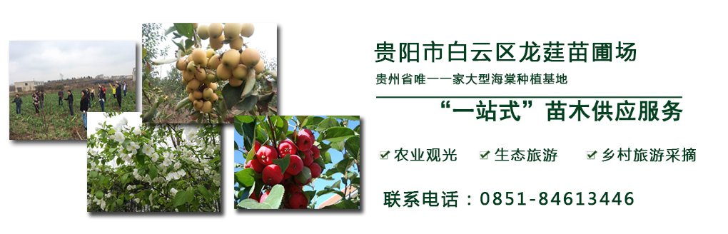 贵州海棠批发供应商为你分享四季海棠养护管理