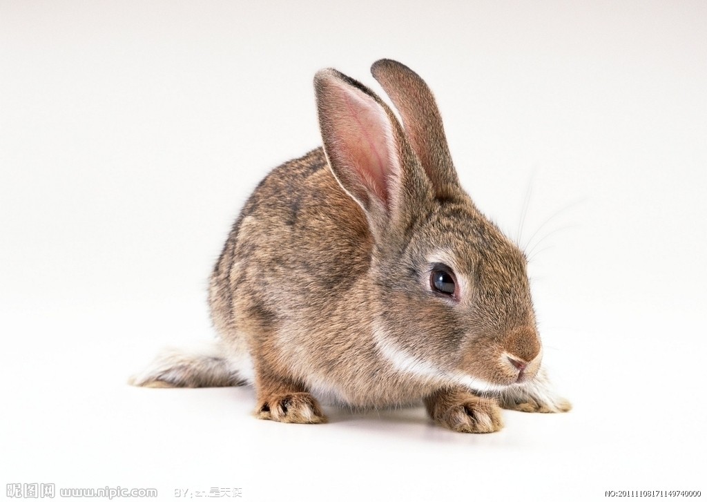 贵州观山湖区犬瘟治疗医院为你解析宠物兔的病毒性出血症