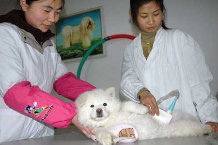贵阳市观山湖区犬瘟治疗医院与你分享如何预防宠物狗狗的瘟热