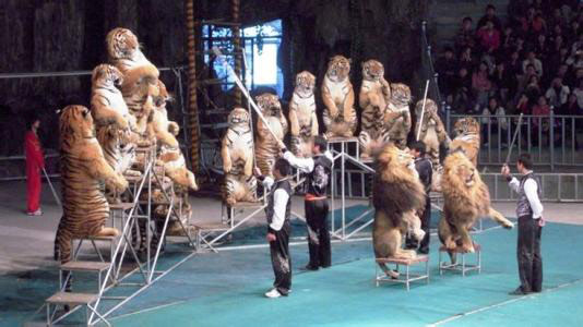 在浙江看动物 马戏表演哪里有？超群马戏团 为您提供独一无二的杂技马戏表演