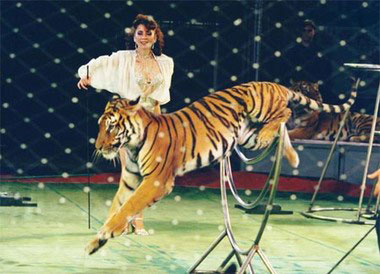湖南马戏节把动物表演马戏杂技表演和奇人异技融为一体超群马戏团的马戏表演华丽登场