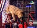 在安徽看大马戏表演必看的演出超群马戏团国庆宿州商演动物表演马戏表演别错过