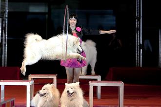 大马戏是上海孩子们的挚爱，超群马戏杂技团的马戏杂技、鸟类表演，圆了童年梦！