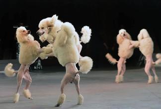 据宁夏文化官方获悉第一届中国国际马戏节落幕超群马戏团的马戏杂技动物表演深入民心