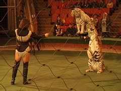 安徽大马戏节举行颁奖仪式超群马戏杂技团大型动物表演更惠民