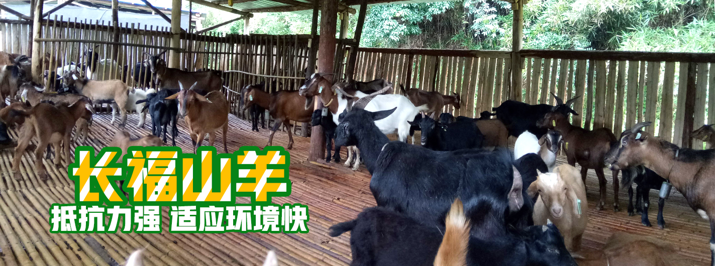 热烈庆祝江西遂川长福山羊养殖基地官网正式上线 ​