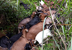 江西黑山羊分享如何提高黑山羊养殖的盈利空间