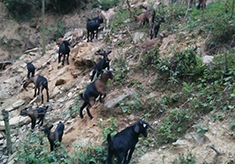 江西山羊回购对如何预防黑山羊流产的五大因素分析