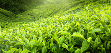 贵州有机肥分享植绿肥的历史起源
