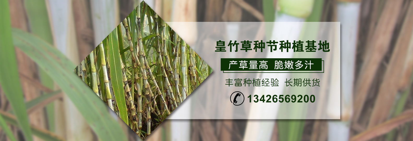 种植皇竹草具有的四个特点