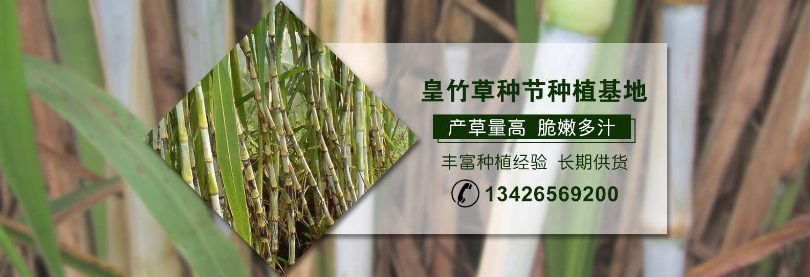 皇竹草的营养价值超乎你的想象