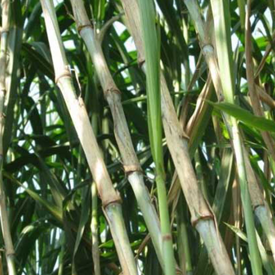 种植皇竹草带动村民经济上涨