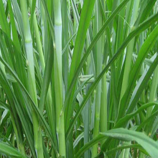 皇竹草的特征与商业价值是什么