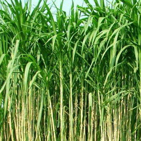 皇竹草的用途以及种植方法