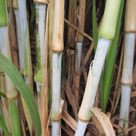 种植皇竹草简单的五个技术