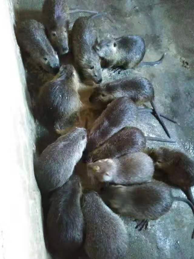 养殖海狸鼠可以带来哪些用途