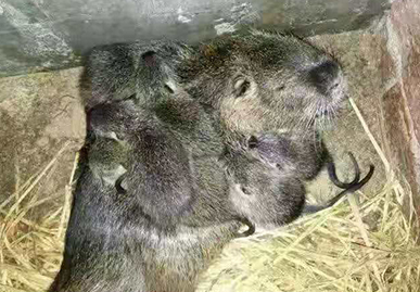 海狸鼠要怎么养，养殖海狸鼠的方法